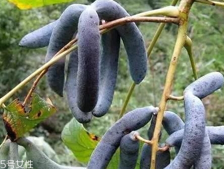 貓屎瓜的籽能吃嗎？