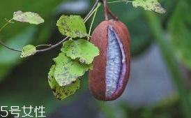 八月炸和貓屎瓜是一種水果嗎？了解它們的區(qū)別