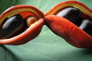 鳳眼果是什么樣子？鳳眼果的功效與作用