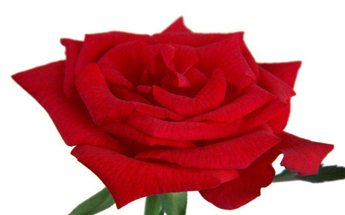 可以吃的花有哪些圖片 好看又好吃 可以吃的花有哪些圖片 好看又好吃