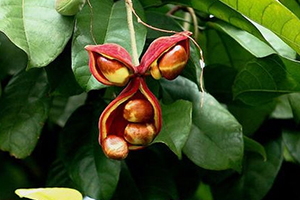 鳳眼果怎么吃？這些鳳眼果的做法一定要收藏