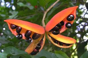 鳳眼果多少錢一斤？觀賞和口感兼具的鳳眼果