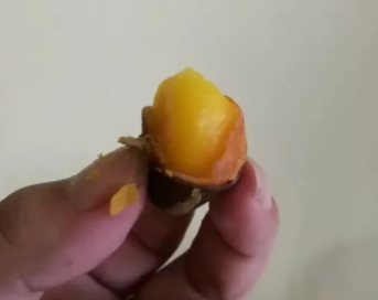 鳳眼果多少錢一斤？觀賞和口感兼具的鳳眼果