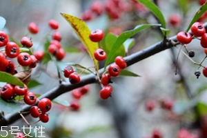 救救糧的營養(yǎng)和功效作用 救救糧的營養(yǎng)和功效作用