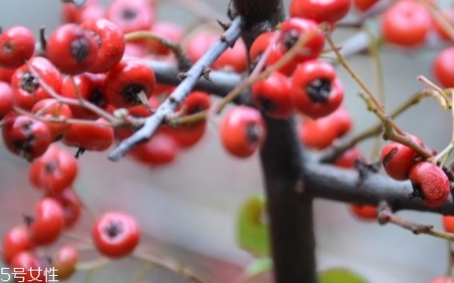 救救糧的營養(yǎng)和功效作用 救救糧的營養(yǎng)和功效作用