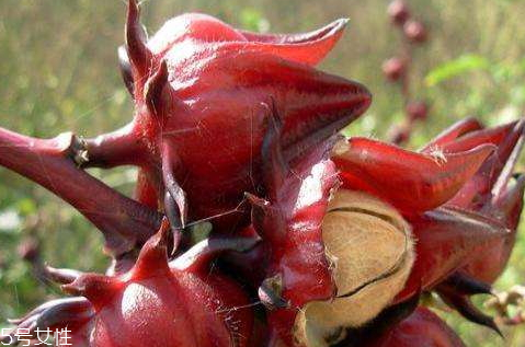 洛神果的功效與禁忌 洛神果的吃法 洛神果的功效與禁忌 洛神果的吃法