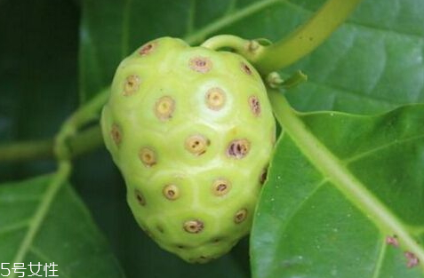 海巴戟的功效與作用 素有仙果的美稱 海巴戟的功效與作用 素有仙果的美稱