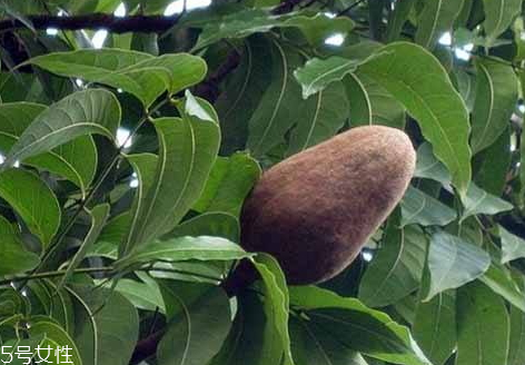 向天果的用量 根據(jù)自身情況選擇服用量。