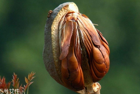 向天果的用量 根據(jù)自身情況選擇服用量。