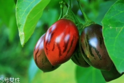 樹番茄多少錢一斤？