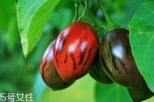 樹(shù)番茄外皮可以吃嗎？來(lái)看看樹(shù)番茄的吃法
