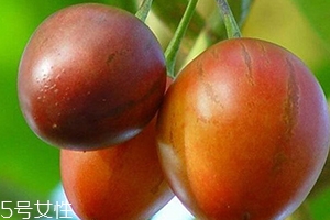 樹(shù)番茄孕婦可以吃嗎？這些人要小心食用