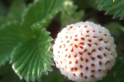 白舅果的功效 白舅果是菠蘿莓嗎？