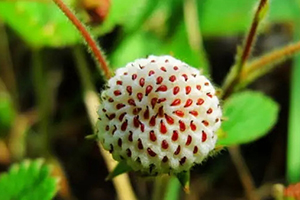 白舅果的功效 白舅果是菠蘿莓嗎？