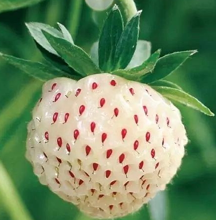 白舅果的功效 白舅果是菠蘿莓嗎？