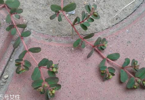 千根草的功效與作用 藥用價值 千根草的功效與作用 藥用價值