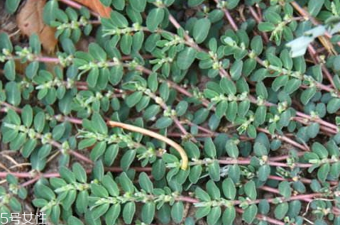 千根草的功效與作用 藥用價值 千根草的功效與作用 藥用價值