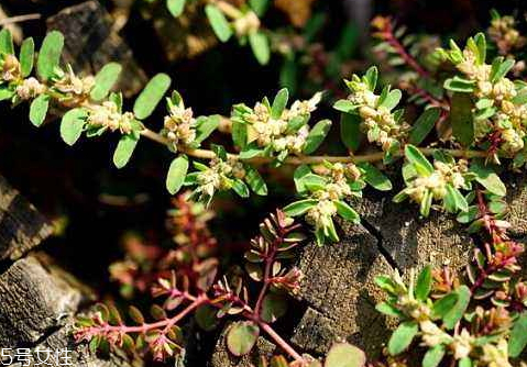 千根草可以治療什么病 主要包括以下幾類 千根草可以治療什么病 主要包括以下幾類