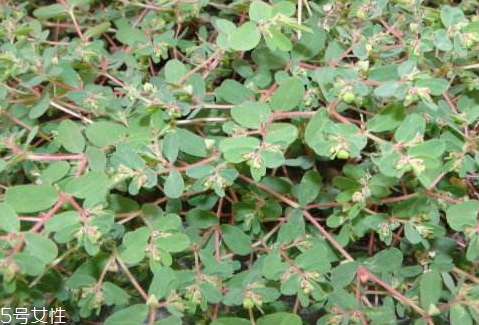 千根草可以治療什么病 主要包括以下幾類 千根草可以治療什么病 主要包括以下幾類