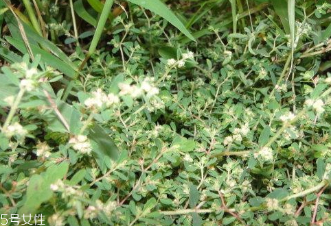 千根草怎么用 吃法推薦 千根草怎么用 吃法推薦