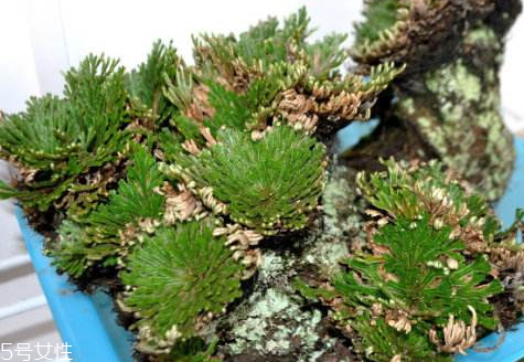 九死還魂草的功效與作用 非凡的還魂本領(lǐng) 九死還魂草的功效與作用 非凡的還魂本領(lǐng)