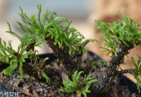 九死還魂草的功效與作用 非凡的還魂本領(lǐng) 九死還魂草的功效與作用 非凡的還魂本領(lǐng)