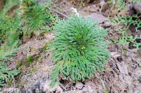 九死還魂草怎么養(yǎng) 水分充足才行 九死還魂草怎么養(yǎng) 水分充足才行