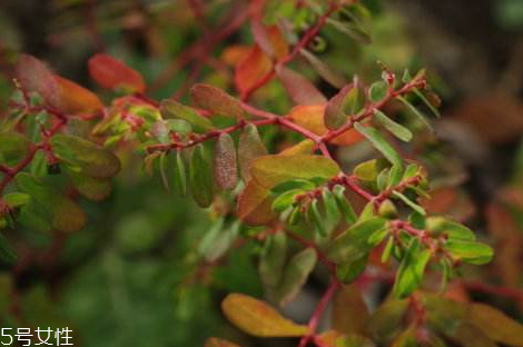 通奶草怎么做下奶 通奶草下奶食譜 通奶草怎么做下奶 通奶草下奶食譜