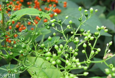 接骨草使用方法 妙用小技巧 接骨草使用方法 妙用小技巧