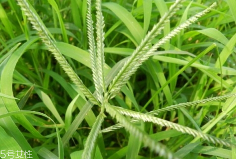 牛筋草怎么吃 牛筋草日常用法 牛筋草怎么吃 牛筋草日常用法