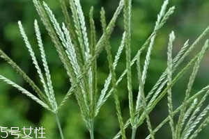 牛筋草怎么吃 牛筋草日常用法 牛筋草怎么吃 牛筋草日常用法