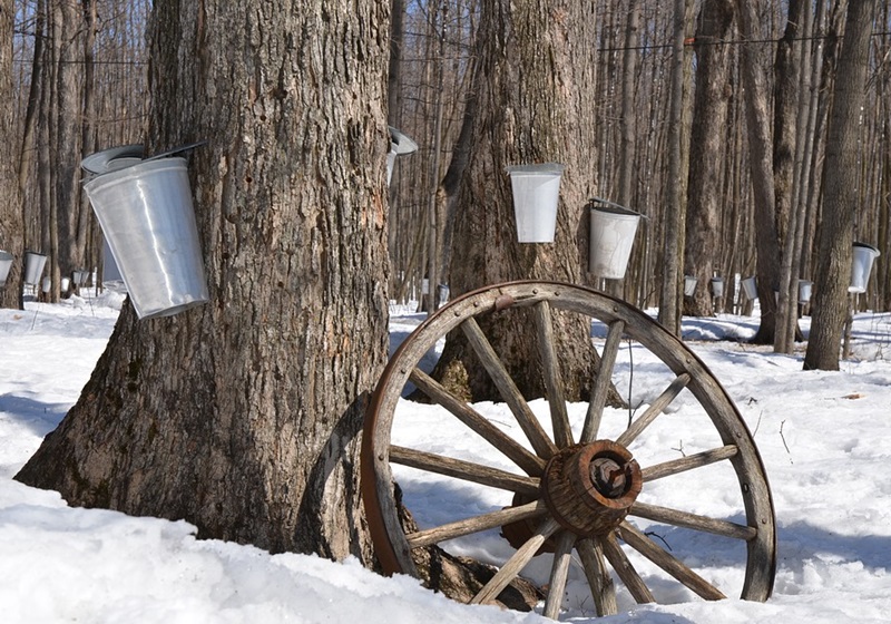 楓糖怎么保存 楓糖等級(jí)介紹