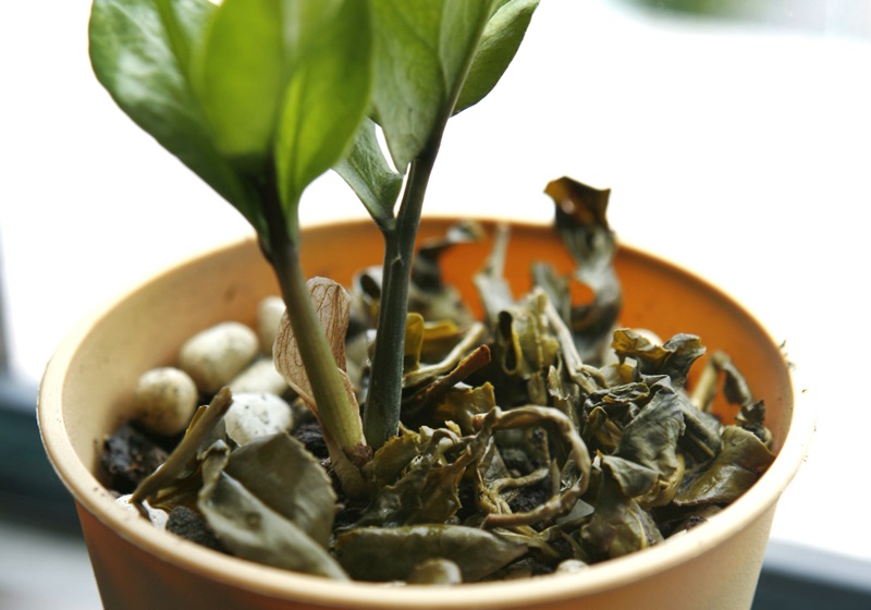 泡過的茶葉可以當(dāng)花肥嗎 還有這些作用 泡過的茶葉可以當(dāng)花肥嗎 還有這些作用