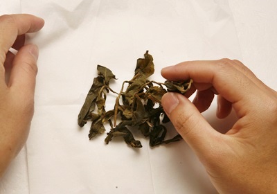 泡過的茶葉可以當(dāng)花肥嗎 還有這些作用 泡過的茶葉可以當(dāng)花肥嗎 還有這些作用