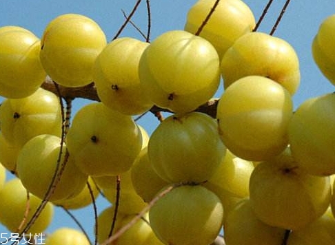 余甘子是橄欖嗎？余甘果又叫滇橄欖