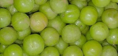 余甘子多少錢一斤？余甘果報價