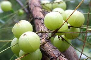 余甘子多少錢一斤？余甘果報價