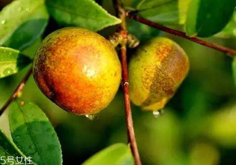 2018茶油多少錢一斤 茶油的最新價(jià)格行情 2018茶油多少錢一斤 茶油的最新價(jià)格行情