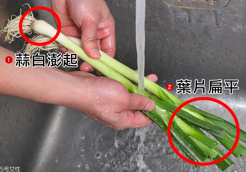 蔥和蒜苗的區(qū)別 蔥蒜怎么區(qū)分 蔥和蒜苗的區(qū)別 蔥蒜怎么區(qū)分