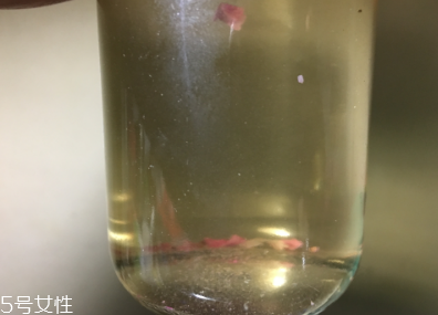 墨紅玫瑰和金邊玫瑰哪個好？墨紅玫瑰更勝一籌