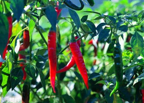 青椒變紅了還能吃嗎 可以食用 青椒變紅了還能吃嗎 可以食用
