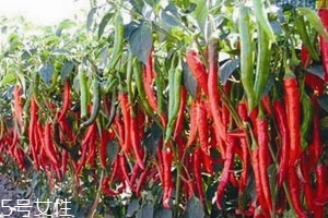 青椒變紅了還能吃嗎 可以食用 青椒變紅了還能吃嗎 可以食用