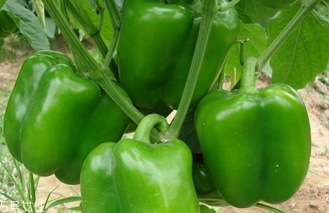 青椒變黃了能吃嗎 可以繼續(xù)食用 青椒變黃了能吃嗎 可以繼續(xù)食用