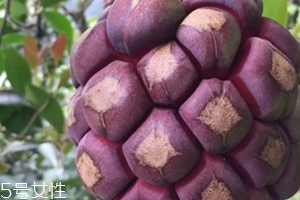 布福娜多少錢一斤？長相奇特的水果