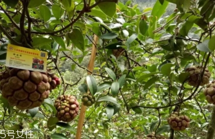 布福娜多少錢一斤？長相奇特的水果