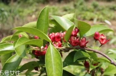 布福娜多少錢一斤？長相奇特的水果