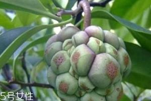 布福娜怎么吃？形狀像惡魔果實(shí)