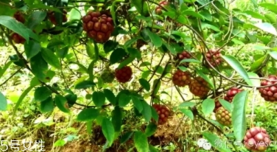 布福娜怎么吃？形狀像惡魔果實(shí)