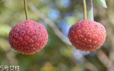 雞嗉子果怎么吃？雞嗉子果的功效和作用