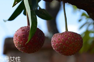 雞嗉子果怎么吃？雞嗉子果的功效和作用